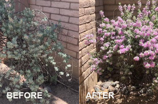 49 Trees In Arizona Treated with Just Dirt