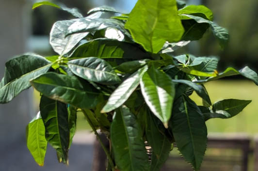 Best Fertilizer to Grow Money Trees